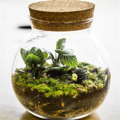 Creating Your Own Glass Moss Terrarium: A Step-By-Step Guide